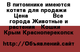 В питомнике имеются котята для продажи › Цена ­ 30 000 - Все города Животные и растения » Кошки   . Крым,Красноперекопск